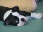 Süße Boston Terrier Welpen