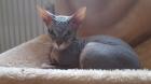 Don Sphynx Mädchen